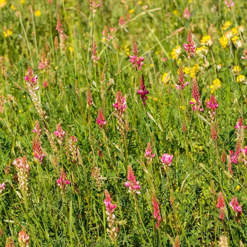 Magerrasen im Naturpark Lahn-Dill-Bergland