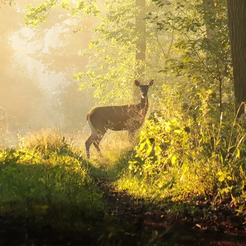 Naturerlebnisse im Naturpark Lahn-Dill-Bergland