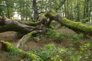 Lebensraum der Wildkatze im Naturpark Lahn-Dill-Bergland (Foto: © Helmut Weller CC BY-SA 4)