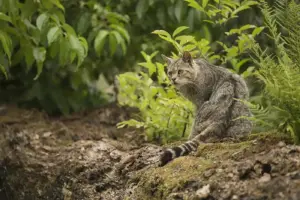 Naturschutzprojekt "Wildkatzenwälder von Morgen" © Helmut Weller