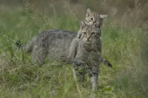 Naturschutzprojekt "Wildkatzenwälder von Morgen" © Helmut Weller